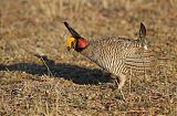 Lesser Prairie-Chickenborder=